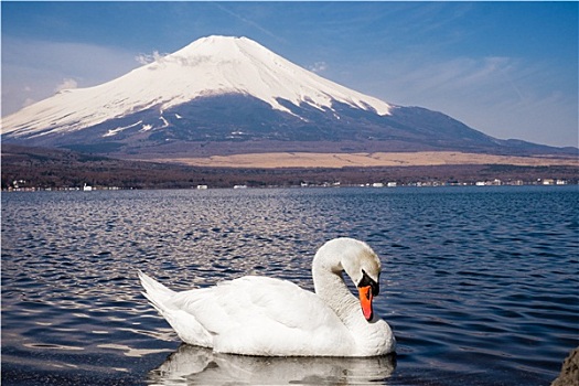 天鹅,富士山