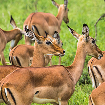 女性,黑斑羚,羚羊,马赛马拉国家保护区,肯尼亚