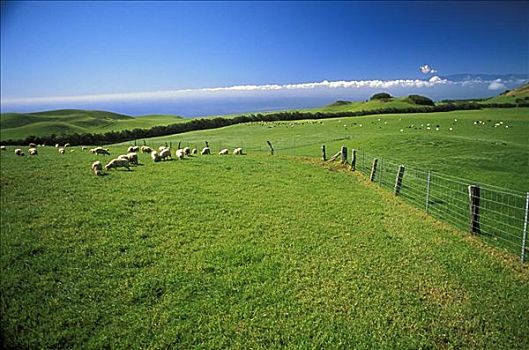 夏威夷,北柯哈拉,绵羊,放牧,牧场