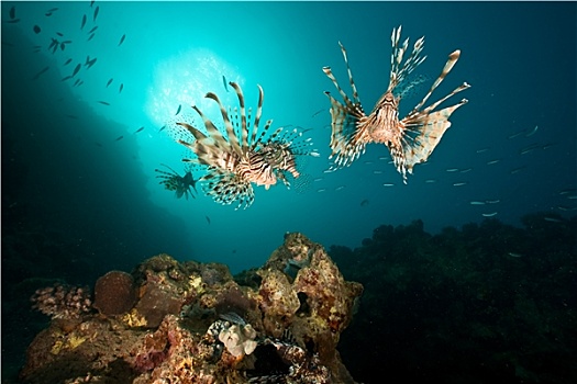 海洋,珊瑚,蓑鲉