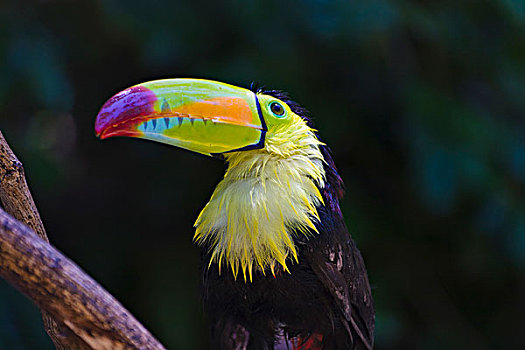 巨嘴鸟,丛林,洪都拉斯