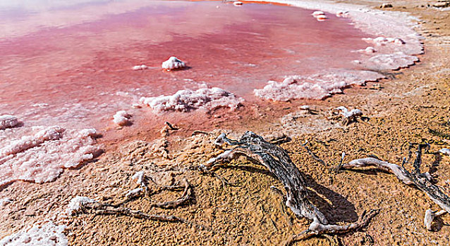 西澳大利亚澳大利亚太平洋独特的天然奇景粉红湖盐藻类泻湖