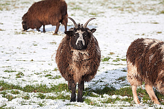 绵羊,犄角,冬天