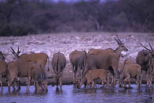 非洲,纳米比亚,埃托沙国家公园,大羚羊,牧群,水潭