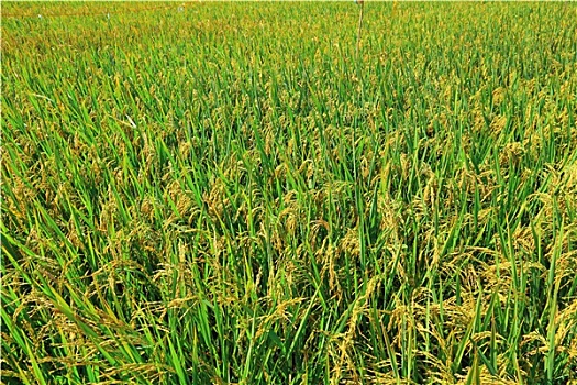 稻田,水稻,地点