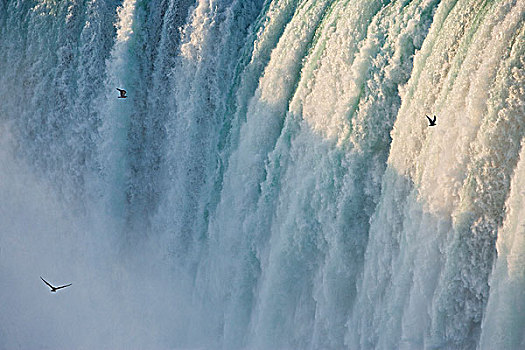俯拍,海鸥,飞,过去,急促,水,马蹄铁瀑布,尼亚加拉瀑布,安大略省,加拿大