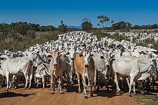 牧群,牛,潘塔纳尔,南马托格罗索州,巴西,南美