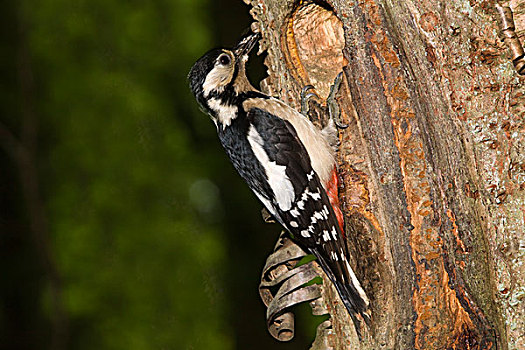 大斑啄木鸟,雄性,洞,诺曼底,法国