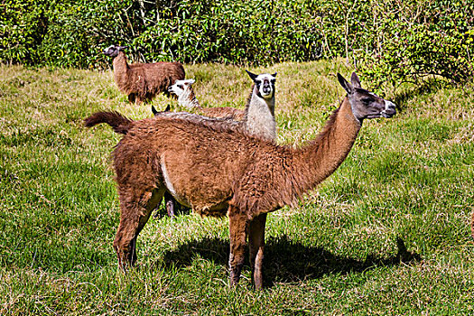 美洲驼,因巴布拉省,省,厄瓜多尔