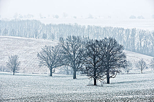 孤单,老,橡树,地点,冬天,雾,萨克森安哈尔特,德国