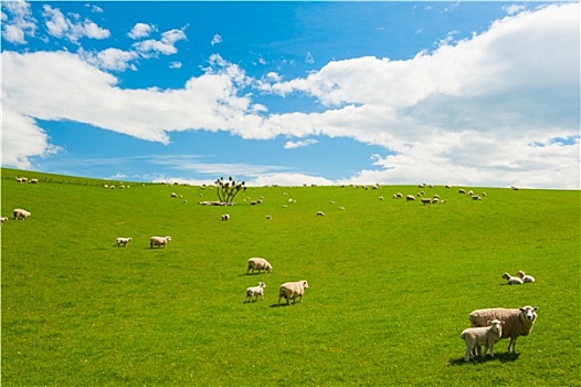 绵羊,新西兰