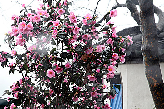 茶花,山茶花,红花,雨雪,娇艳,植物,花卉