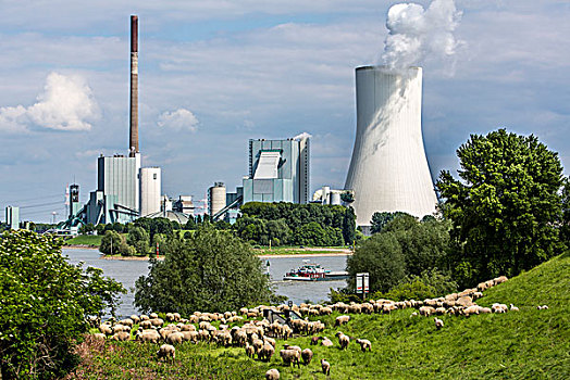 绵羊,草场,正面,电厂,火力发电站,冷却塔,莱茵河,杜伊斯堡,地区,北莱茵威斯特伐利亚,德国,欧洲