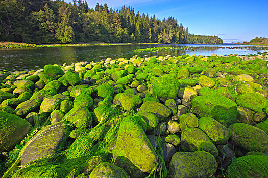 绿色,岩石上,退潮,河,北温哥华岛,不列颠哥伦比亚省,加拿大