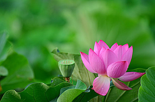 雨后荷花