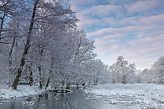 湿地,风景,积雪,树,冬天,生物保护区,中间,萨克森安哈尔特,德国,欧洲