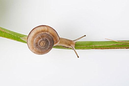 爬行的蜗牛和绿叶