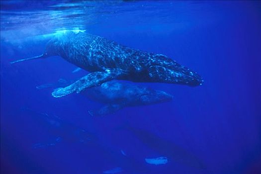 驼背鲸,大翅鲸属,鲸鱼,旅行,30多岁,鲸,毛伊岛,夏威夷