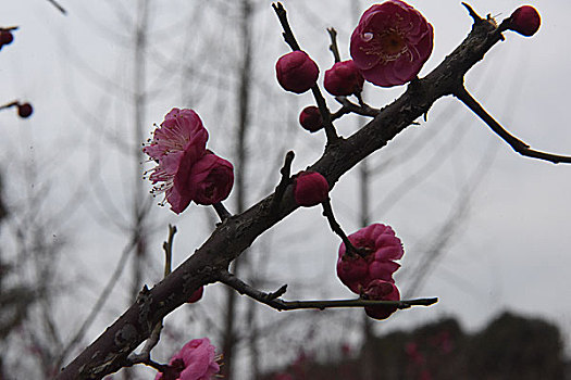 2017年2月1日,江苏省仪征市东园湿地公园内红梅盛开,俏迎鸡年春天