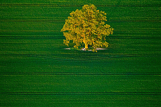 树,绿色,地点,梅克伦堡前波莫瑞州,德国,欧洲