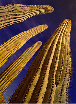 仰视,巨柱仙人掌,萨瓜罗国家公园,亚利桑那,美国
