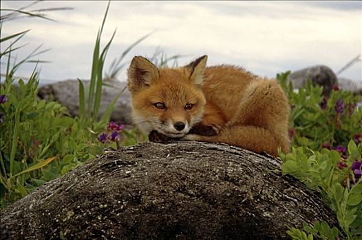 红狐,小动物,玩,窝,海岸线,卡特麦国家公园,西南方,阿拉斯加,夏天
