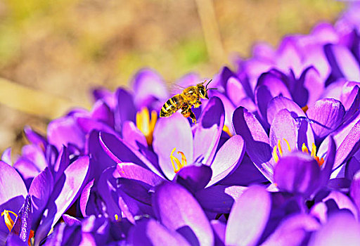 蜜蜂,意大利蜂,收集,花粉,紫色,藏红花,花,特写,巴伐利亚,德国,欧洲