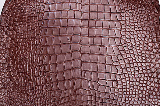 动物鳄鱼皮骨骼肌理的背景纹理野生