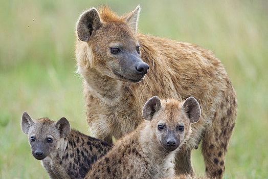 斑鬣狗,笑,鬣狗,成年,幼兽,塞伦盖蒂,裂谷省,肯尼亚,非洲