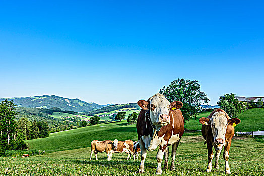 农舍,房子,农场,草地,母牛,莫斯托格,区域,下奥地利州,奥地利