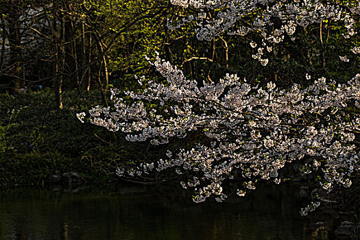 樱花