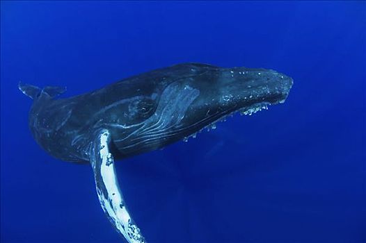 驼背鲸,大翅鲸属,鲸鱼,友好,国家,海洋,毛伊岛,夏威夷,提示,照相