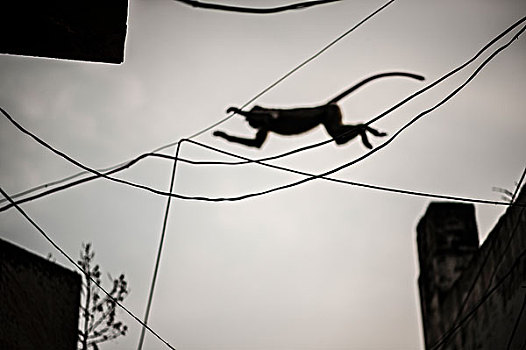 猴子,跳跃,电线