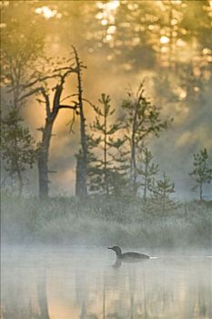 潜鸟,早晨,亮光,瑞典