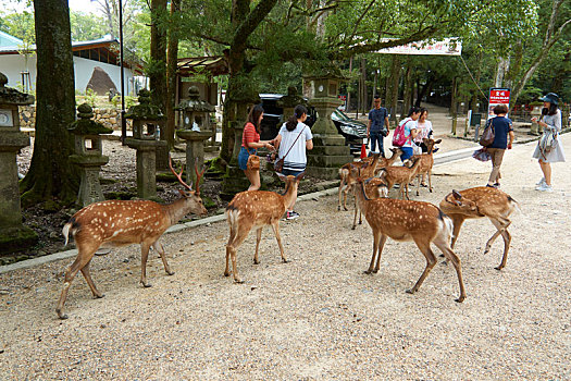 日本,japan,nara