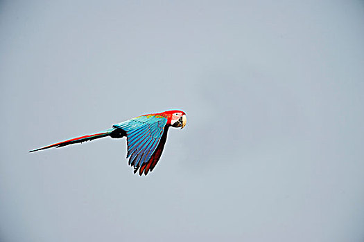 红绿金刚鹦鹉,绿翅金刚鹦鹉,亚马逊雨林,秘鲁,南美