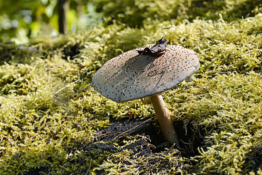 伞,苔藓