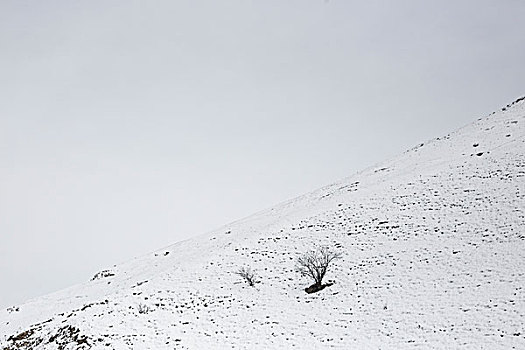 雪后山林