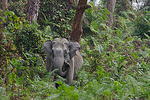 树林,卡齐兰加国家公园,阿萨姆邦,东北方,印度,亚洲