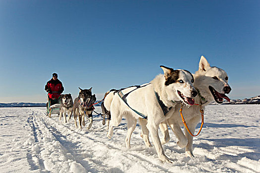 两个,白色,领先,领着,狗,男人,跑,驾驶,狗拉雪橇,团队,雪橇狗,阿拉斯加,爱斯基摩犬,冰冻,育空地区,加拿大