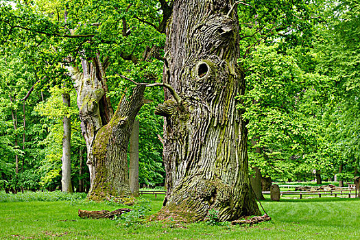 橡树,德国,靠近,梅克伦堡,湖区,梅克伦堡前波莫瑞州,欧洲