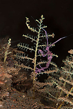 紫色,品种,骨骼,虾,图兰奔,巴厘岛,印度尼西亚