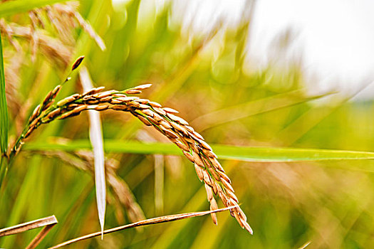 沉甸甸的稻穗稻谷