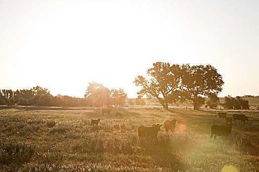 母牛,土地,日出,德克萨斯,美国