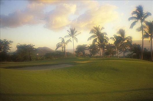 夏威夷,毛伊岛,高尔夫球场,柔光,棕榈树
