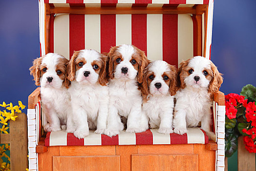 查尔斯王犬,小狗,布伦海姆,8星期大,条纹,藤条沙滩椅