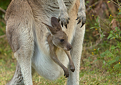 大灰袋鼠,灰袋鼠,女性,幼兽,国家公园,新南威尔士,澳大利亚
