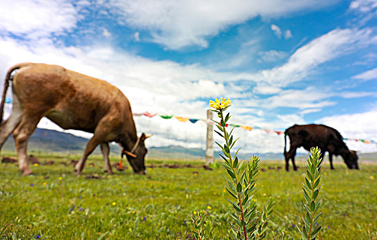 草原上吃草的牛羊