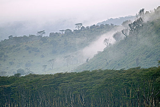 晨雾,脊,纳库鲁湖国家公园,肯尼亚