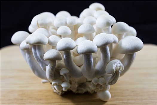 山毛榉,蘑菇,白色,黑色背景